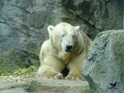 Tiergarten Schönbrunn am 24.02.2026